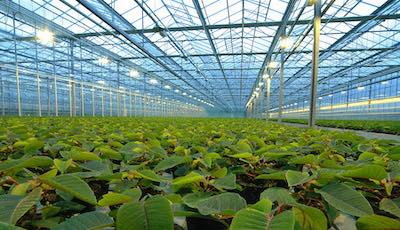 TruBiol Plant Antifreeze Greenhouse Applications