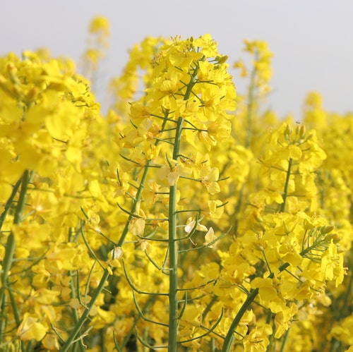 antigel végétal naturel pour colza